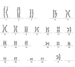 cyto1
